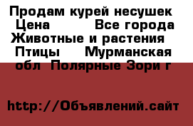 Продам курей несушек › Цена ­ 350 - Все города Животные и растения » Птицы   . Мурманская обл.,Полярные Зори г.